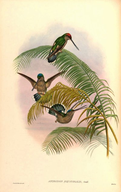 Androdon aequatorialis door John Gould